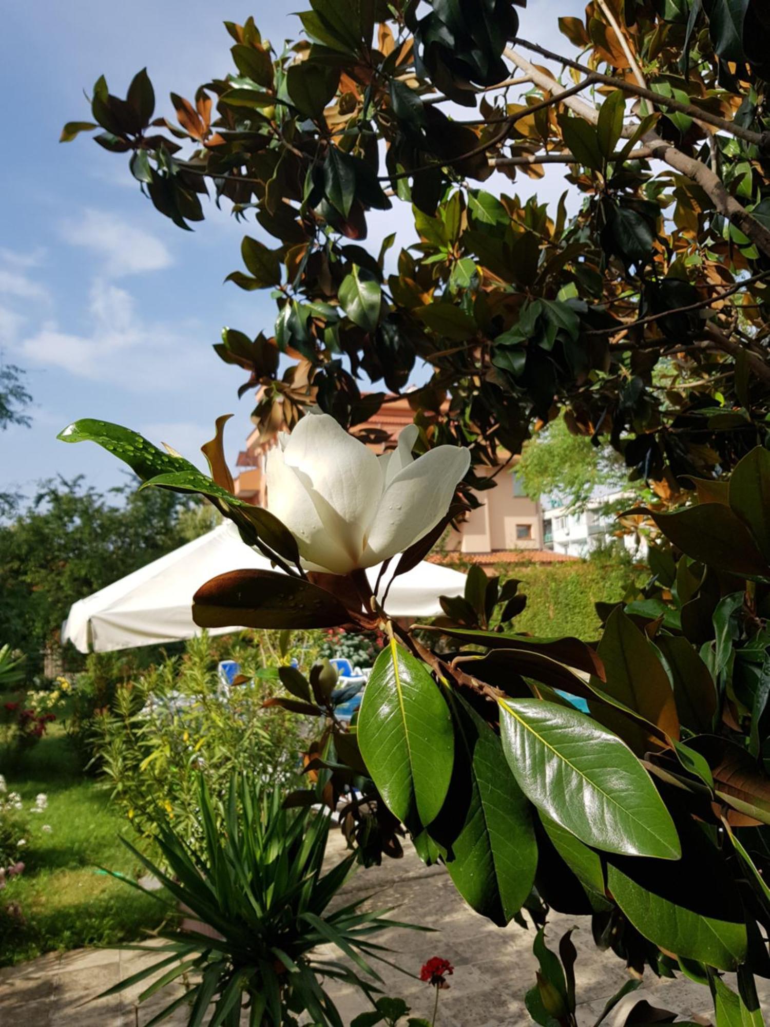Family Hotel Magnolia ซันนีบีช ภายนอก รูปภาพ